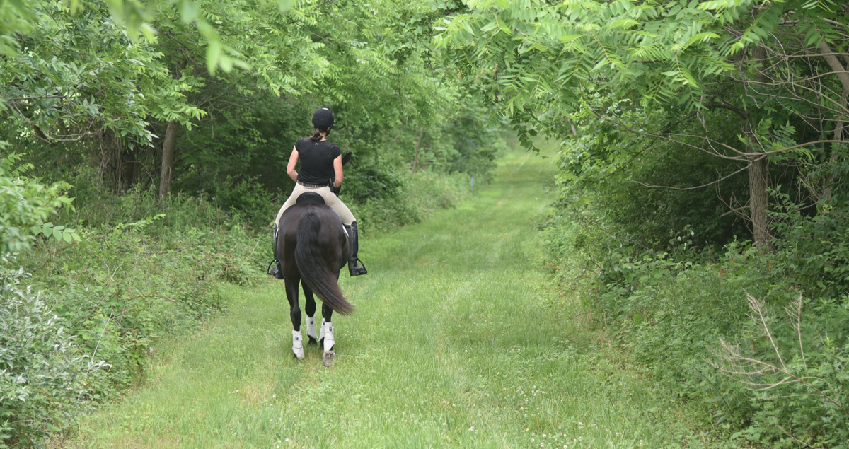 pasture fields training exercise facility retirement farm NJ horse equine training faciity