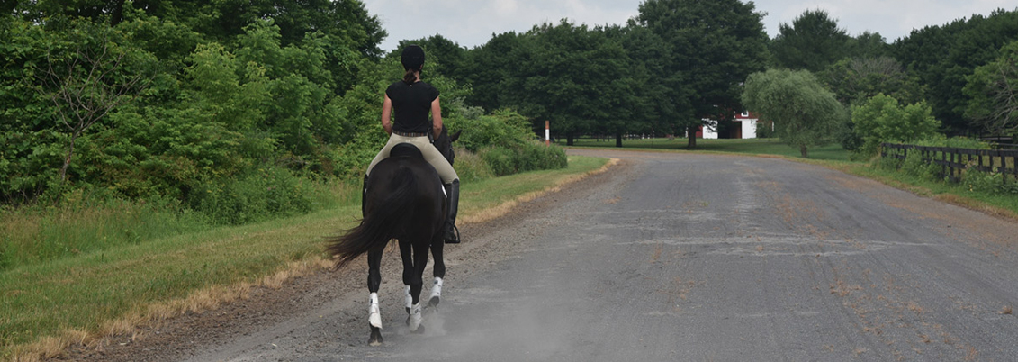 Equestrian Track equine arena facility farm training boarding NJ warren I-78