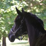 barn boarding retirement pasture farm riding equestrian equine new jersey horse