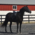 riding stables training boarding NJ horse farm indoor track dressage equine self care