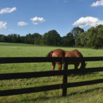 best riding pastures NJ near I-78 Warren County Hunterdon County fields farm boarding stables training