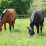 equines horse farm pasture fields in NJ boarding retirement exercise